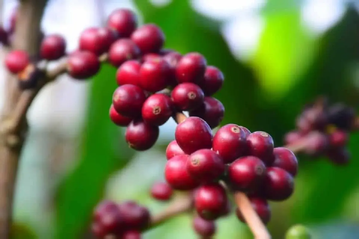 “เกอิชา” กาแฟเด่น กิโลละ 8 พัน ผลการพัฒนาจากระบบส่งเสริมเกษตรแบบแปลงใหญ่