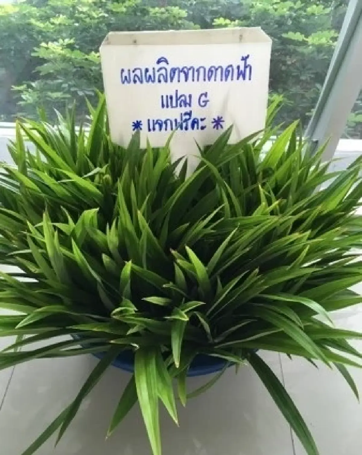 การเคหะแห่งชาติ ปลื้มผลตอบรับ “โครงการฟื้นฟูเมืองชุมชนดินแดง ระยะที่ 1”