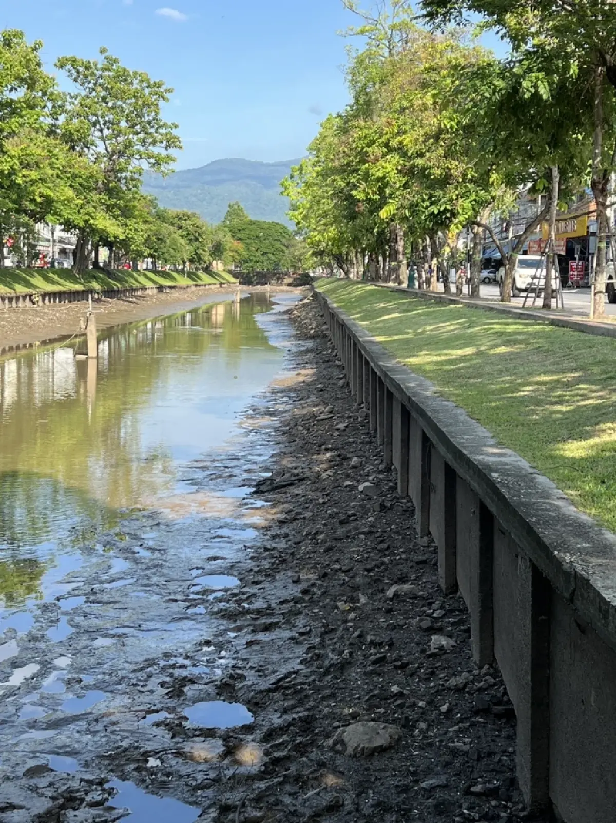 ภาพหาดูยาก "ปลาบิน" ในคูเมืองเชียงใหม่