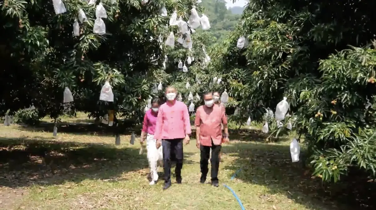 เปิดสวนชม "ลิ้นจี่" ต้นแรกของ จ.พะเยา พร้อมชิมสายพันธ์ฮงฮวย เกรดพรีเมี่ยม