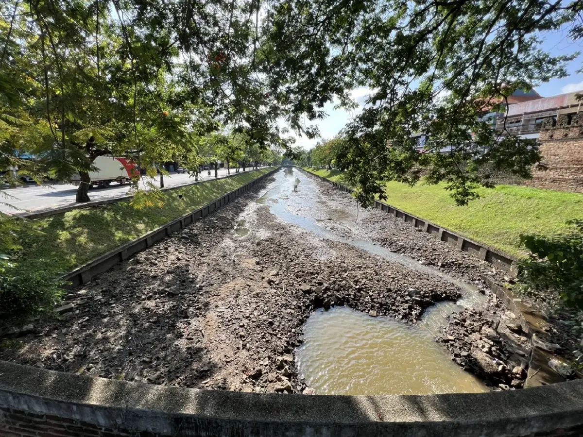 ภาพหาดูยาก "ปลาบิน" ในคูเมืองเชียงใหม่