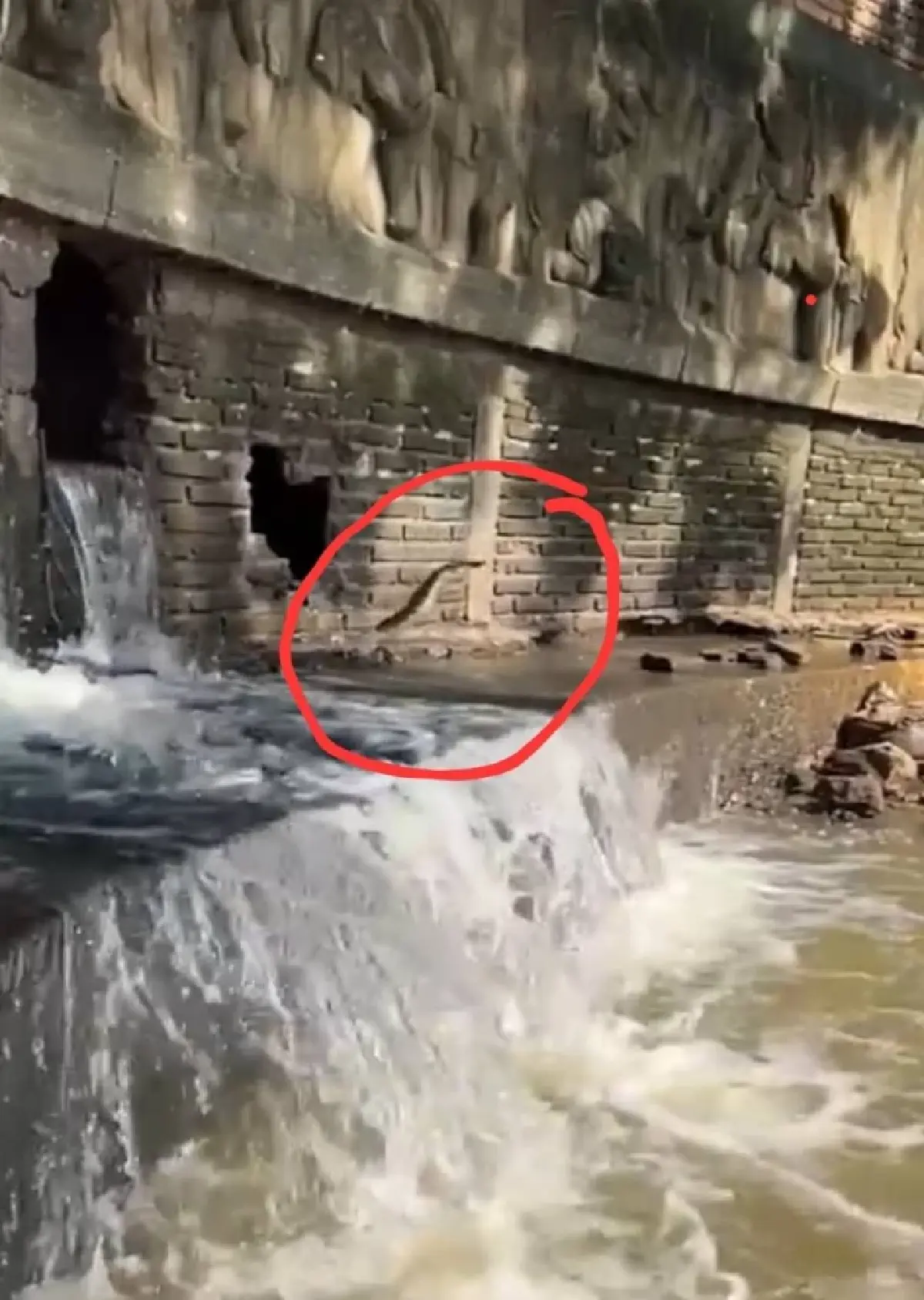 ภาพหาดูยาก "ปลาบิน" ในคูเมืองเชียงใหม่