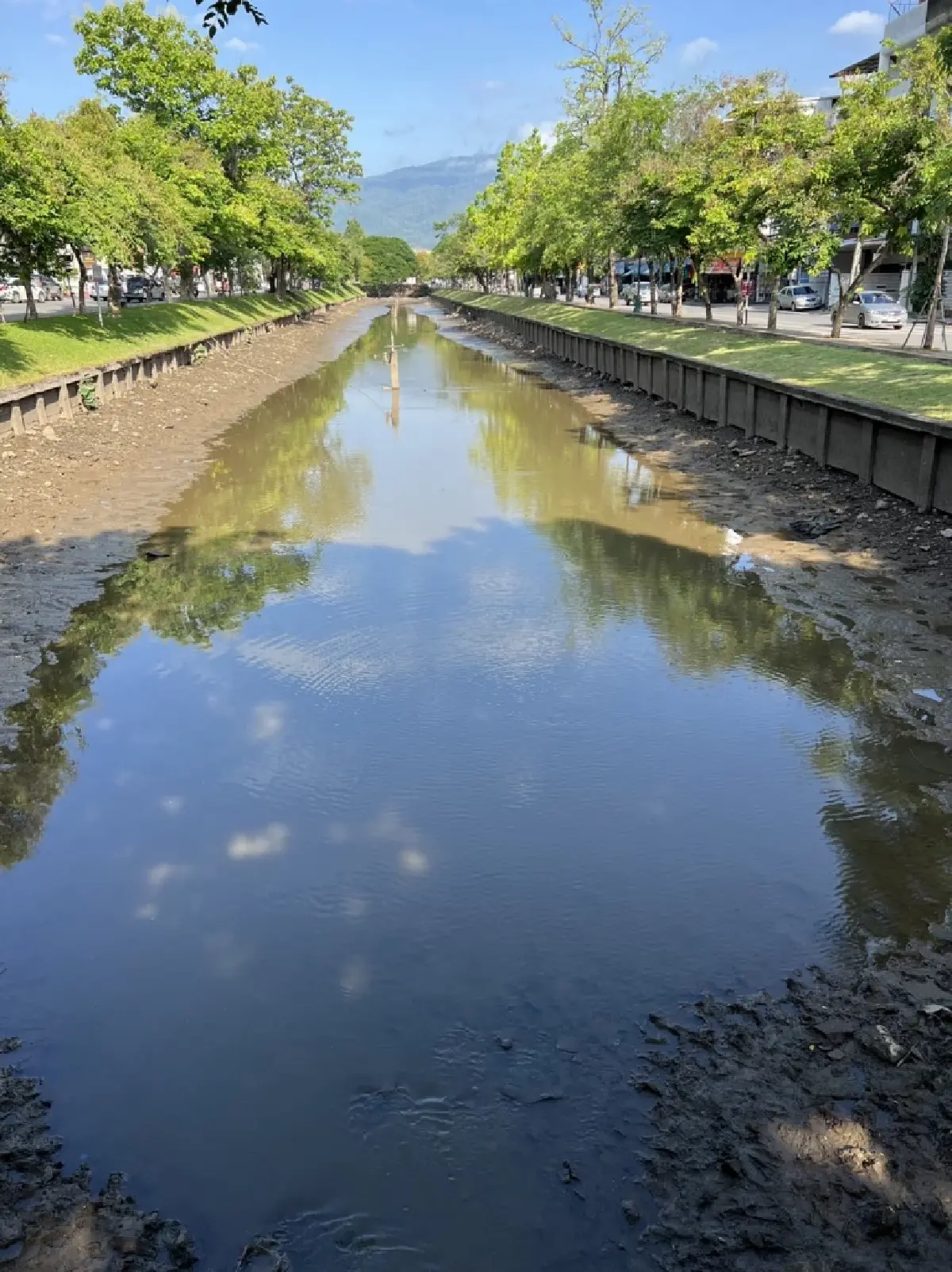 ภาพหาดูยาก "ปลาบิน" ในคูเมืองเชียงใหม่