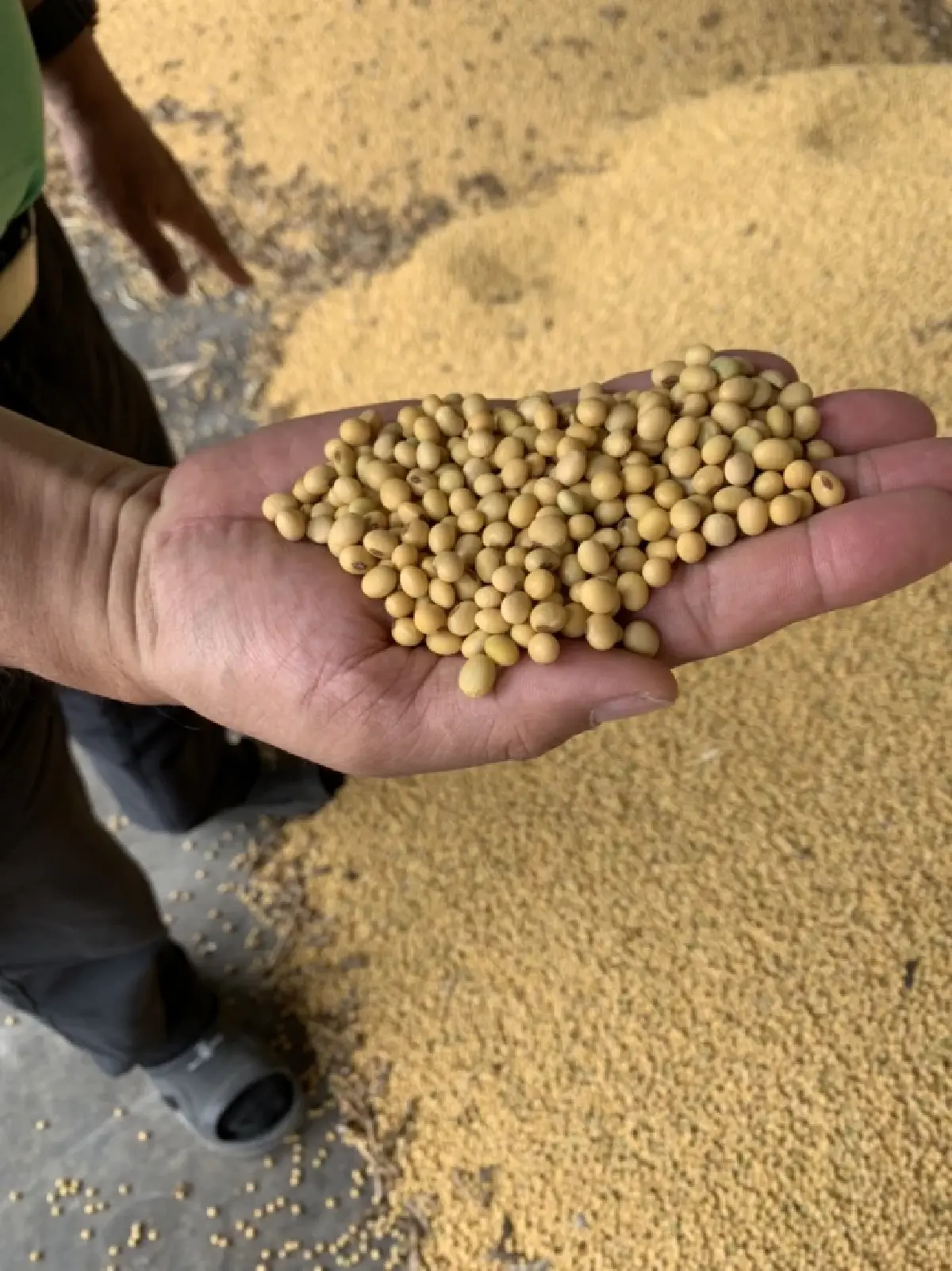 สั่งเร่งเครื่อง พลิกโอกาสถั่วเหลืองไทย สร้างความมั่นคงอาหารของประเทศ