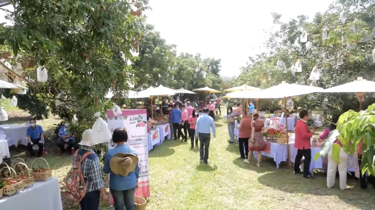 เปิดสวนชม "ลิ้นจี่" ต้นแรกของ จ.พะเยา พร้อมชิมสายพันธ์ฮงฮวย เกรดพรีเมี่ยม