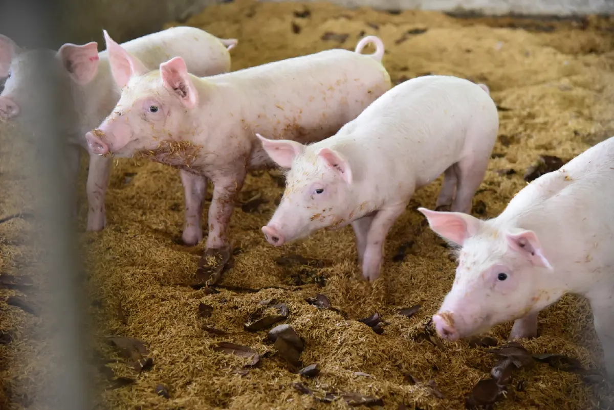 เกษตรกรดีเด่นสู่ปราชญ์เกษตรด้านปศุสัตว์ คุณสุพจน์ สิงห์โตศรี