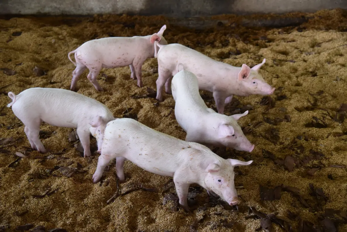 เกษตรกรดีเด่นสู่ปราชญ์เกษตรด้านปศุสัตว์ คุณสุพจน์ สิงห์โตศรี