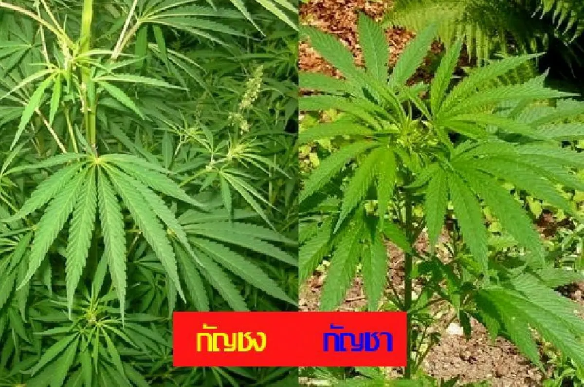 “ไวน์กัญชา” จาก "แคลิฟอร์เนีย" ดื่มเพื่อ...ผ่อนคลาย