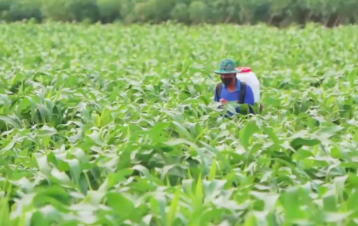 สหกรณ์การเกษตรสารภีโชคชัย เพิ่มทางรอด“ชาวไร่-ชาวนา”โคราช