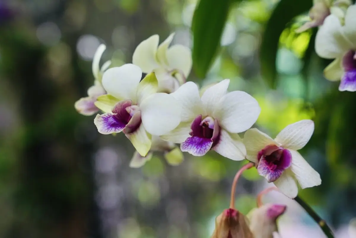 ALLY ชวนส่งต่อความรักต่อทุกคนได้อย่างไม่มีเงื่อนไข กับงาน ALLY & FRIENDS Unconditional Love