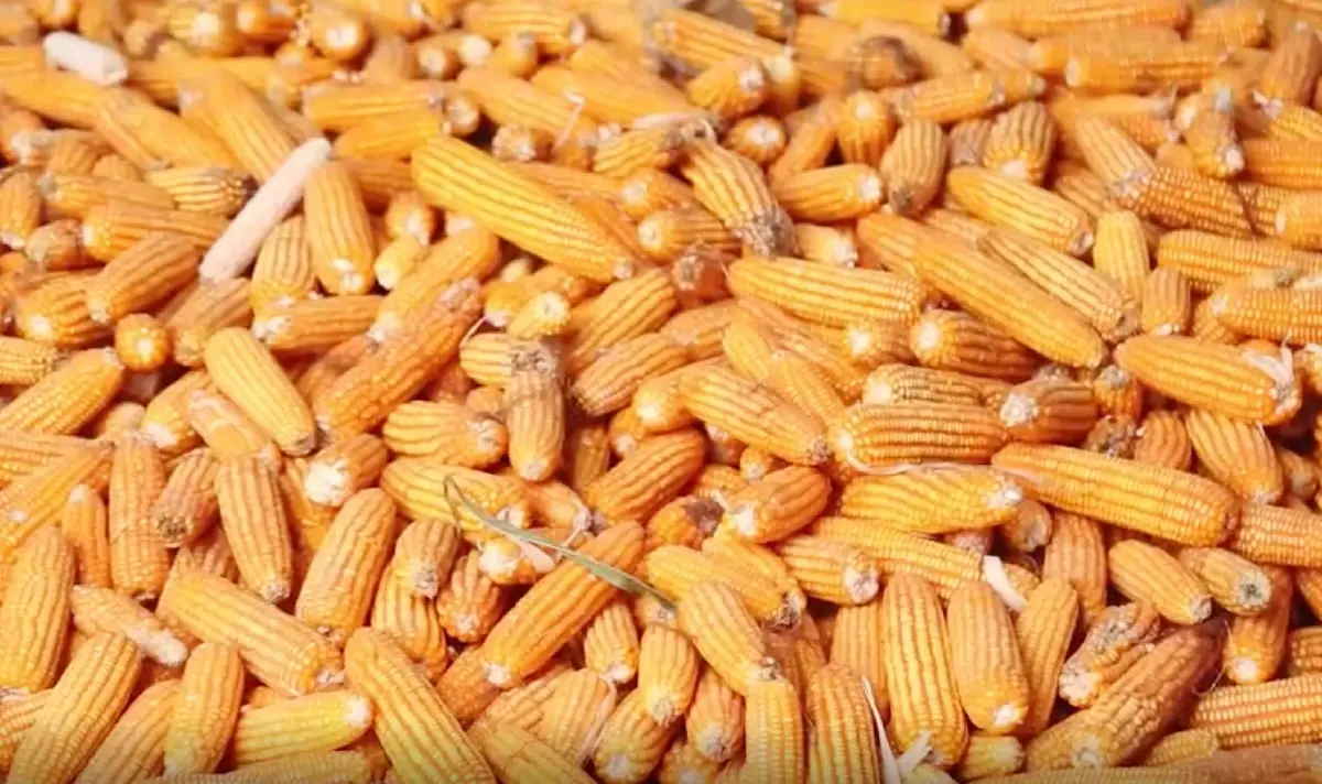 สหกรณ์การเกษตรสารภีโชคชัย เพิ่มทางรอด“ชาวไร่-ชาวนา”โคราช