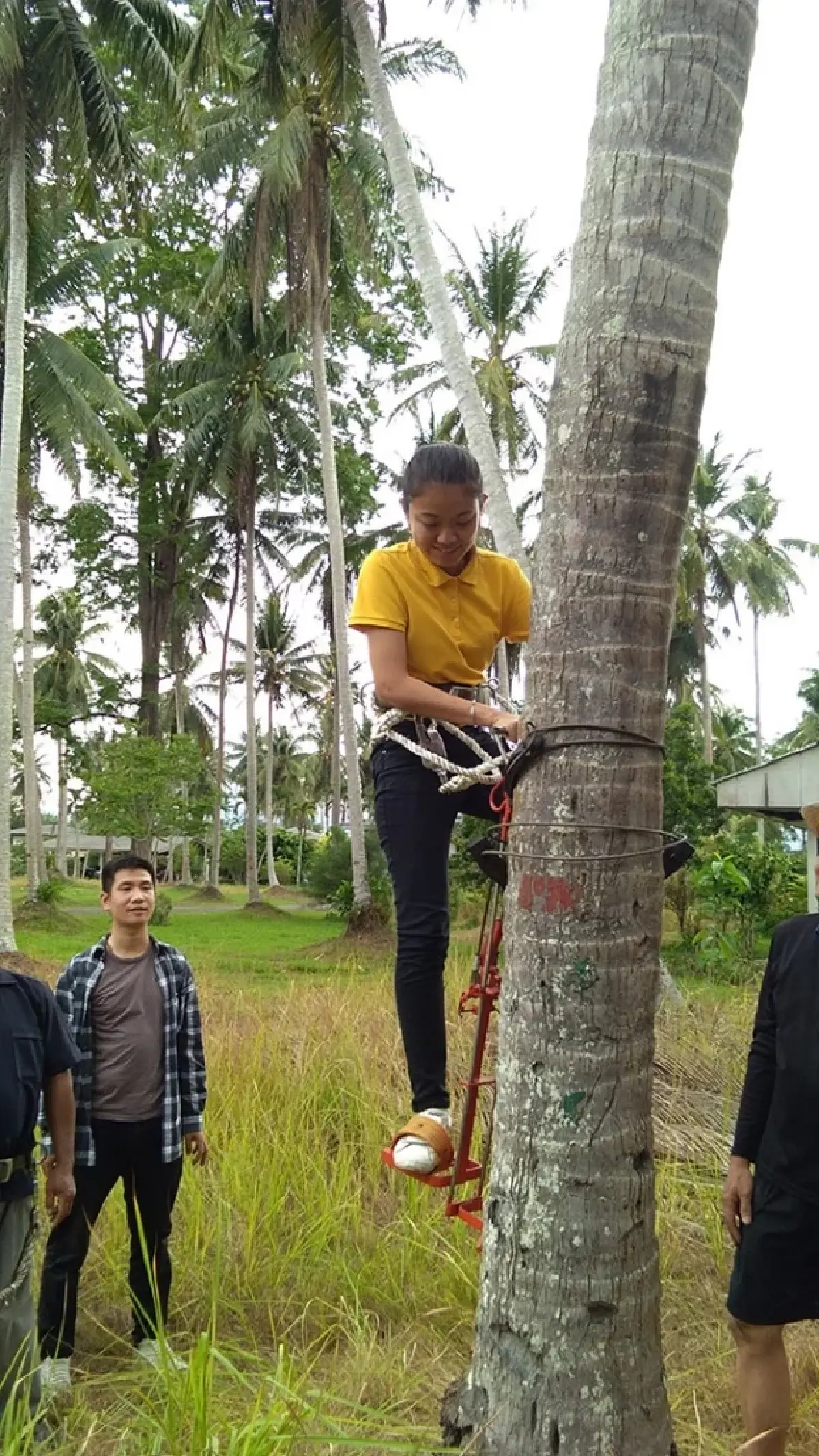 เกษตร ผุด เครื่องปีนมะพร้าว  ล็อกความปลอดภัย จบครหาใช้แรงงานลิง