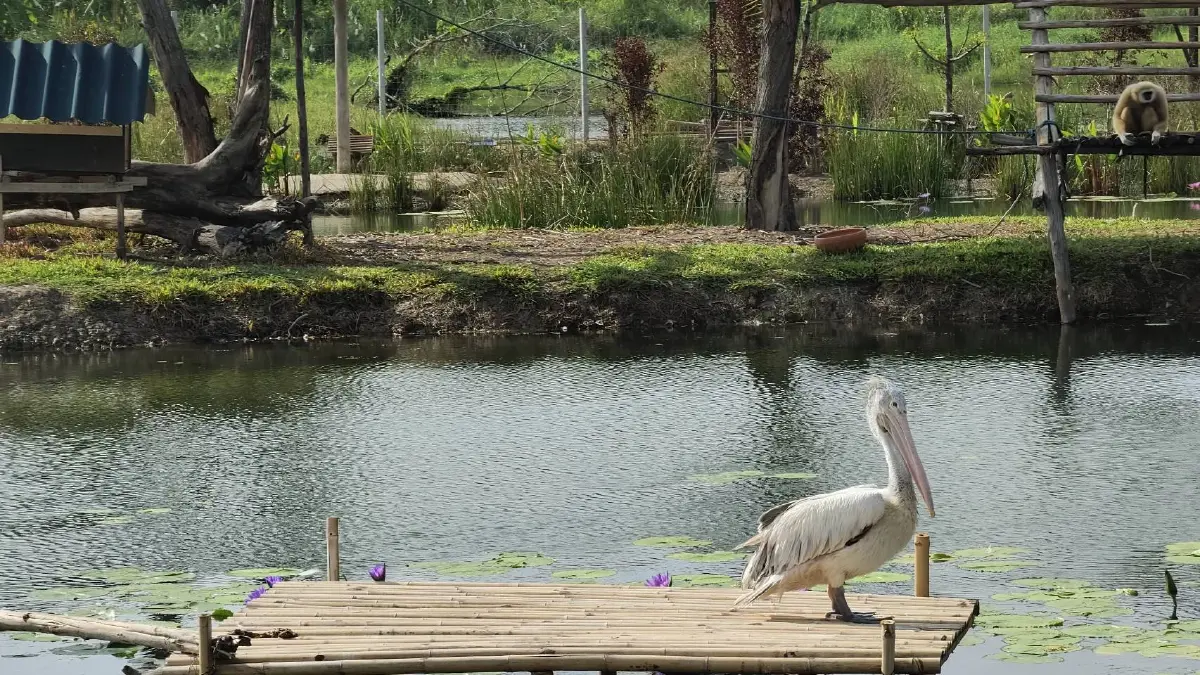 ‘สวนสัตว์แห่งใหม่ ปี 2566’ ผสานแนวคิด‘ชุบชีวิตทุ่งน้ำ’