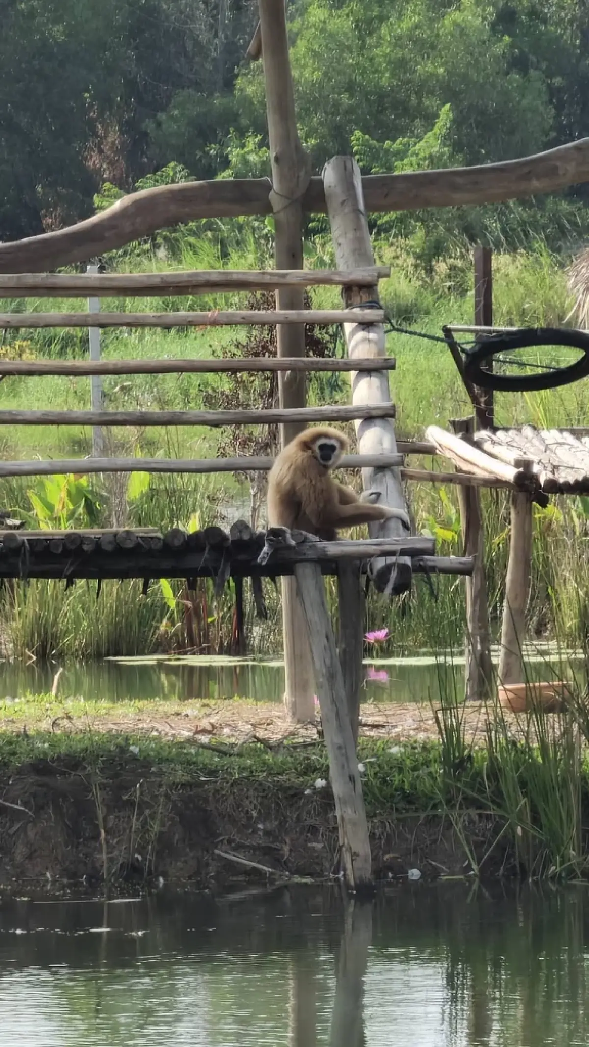 ‘สวนสัตว์แห่งใหม่ ปี 2566’ ผสานแนวคิด‘ชุบชีวิตทุ่งน้ำ’