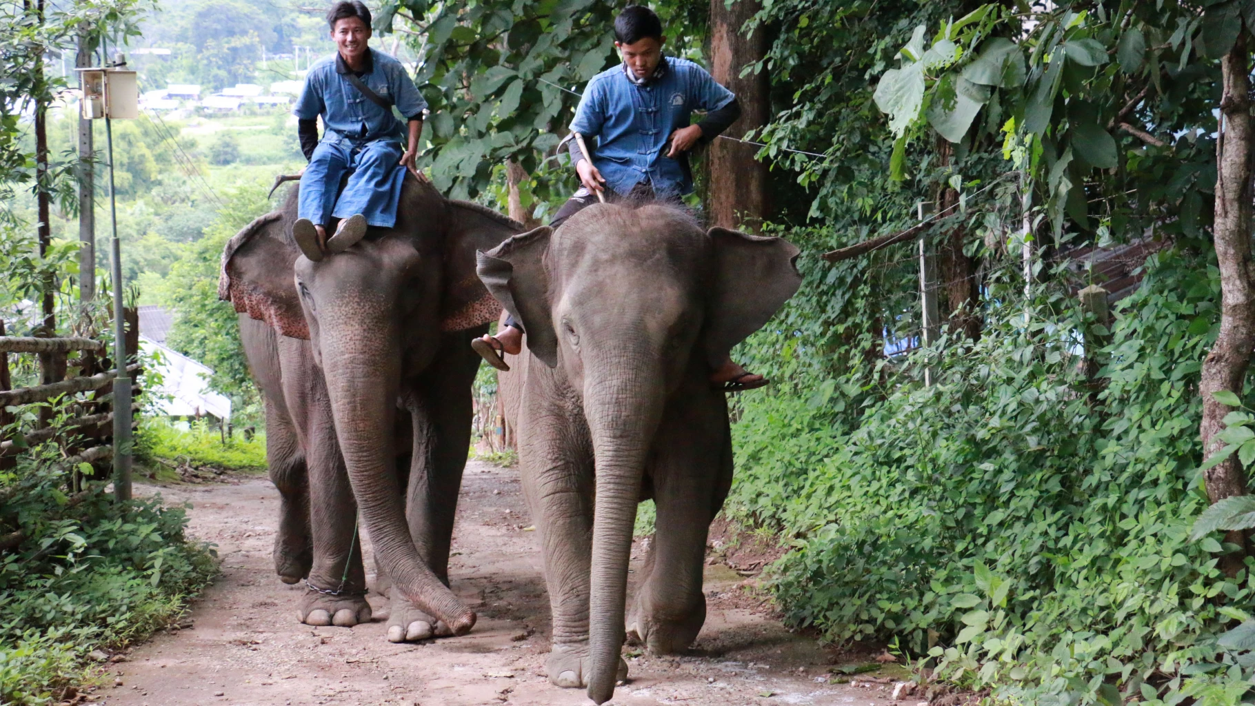 ถึงเวลาเปลี่ยน เลิกเที่ยว ‘ขี่ช้าง-ดูโชว์ช้าง’ เป็นไปตาม ‘เทรนด์โลก’