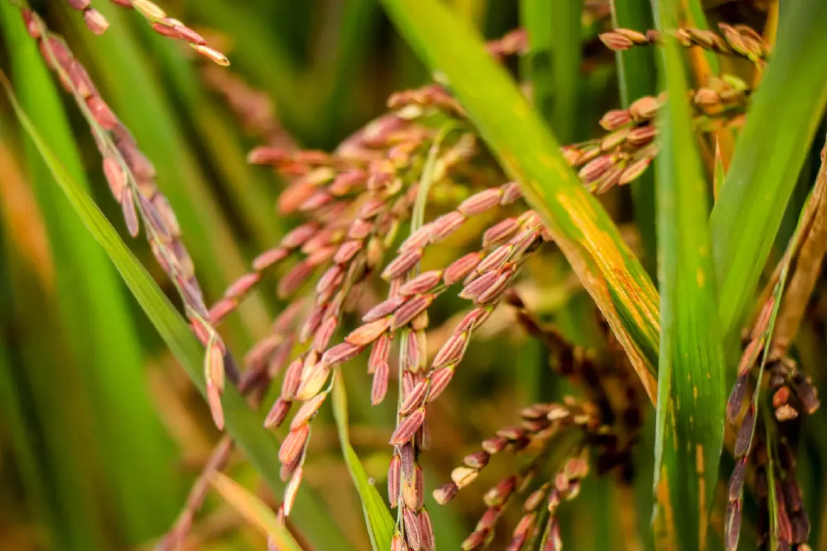 จุดเช็คอินสุดฟิน ถ่ายภาพกับนาข้าวสีชมพู พร้อมเปิดตัวพันธุ์ข้าวใหม่ ไวท์เบบี้
