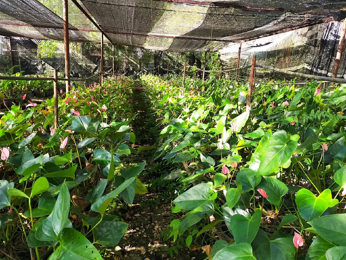 ส่งสุขปีใหม่ ‘สังขละบุรี’ แหล่งกิน-เที่ยวพื้นที่เกษตร กรมส่งเสริมการเกษตร ได้ร่วมบูรณาการจัดทำโครงการส่งความสุขปีใหม่