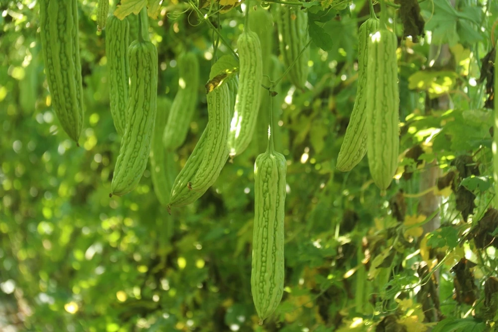 อาชีพทำเงิน! ปลูก "มะระจีน" ขายสร้างรายได้งาม ให้ผลผลิตเร็ว - ใช้น้ำ