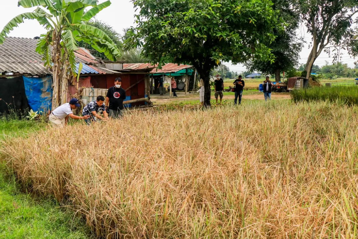 จุดเช็คอินสุดฟิน ถ่ายภาพกับนาข้าวสีชมพู พร้อมเปิดตัวพันธุ์ข้าวใหม่ ไวท์เบบี้