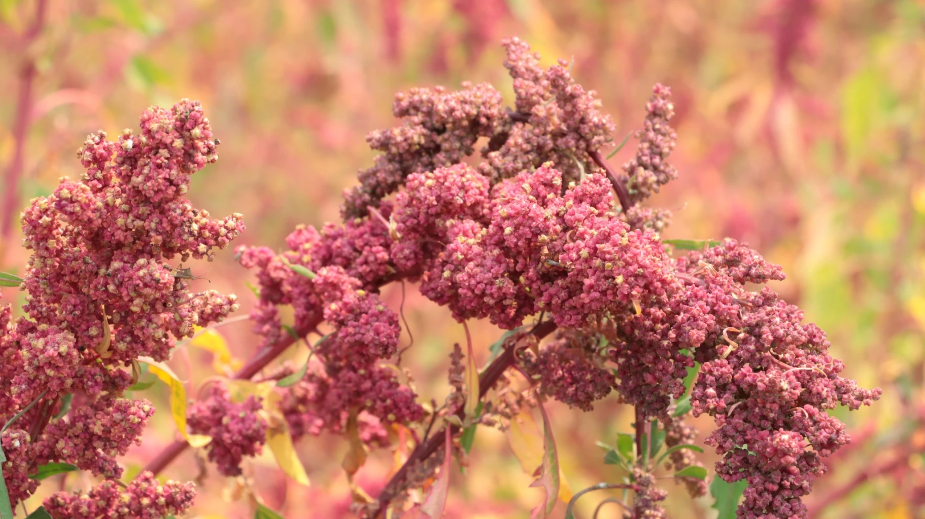 Let's eat 'quinoa' from the Royal Project 'superfood' is hot News