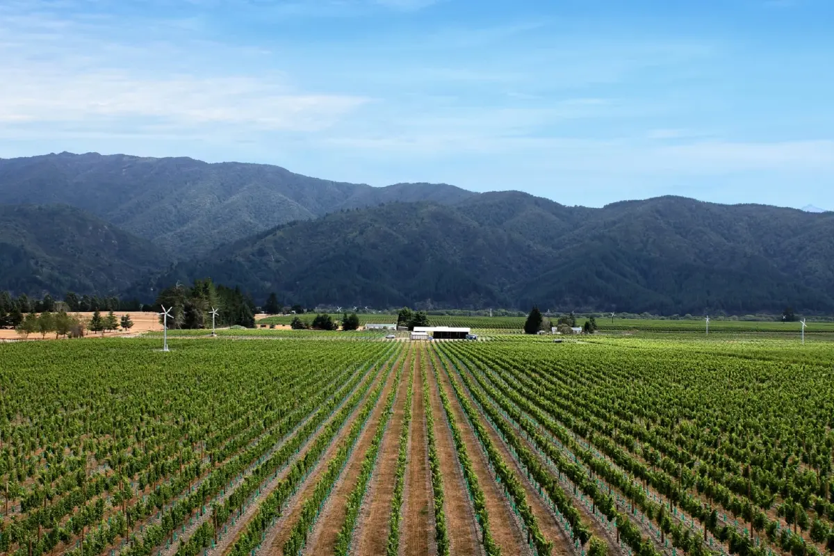 'เบบิช' ‘ไวน์นิวซีแลนด์’ โดยไวน์เมกเกอร์จาก 'โครเอเชีย'