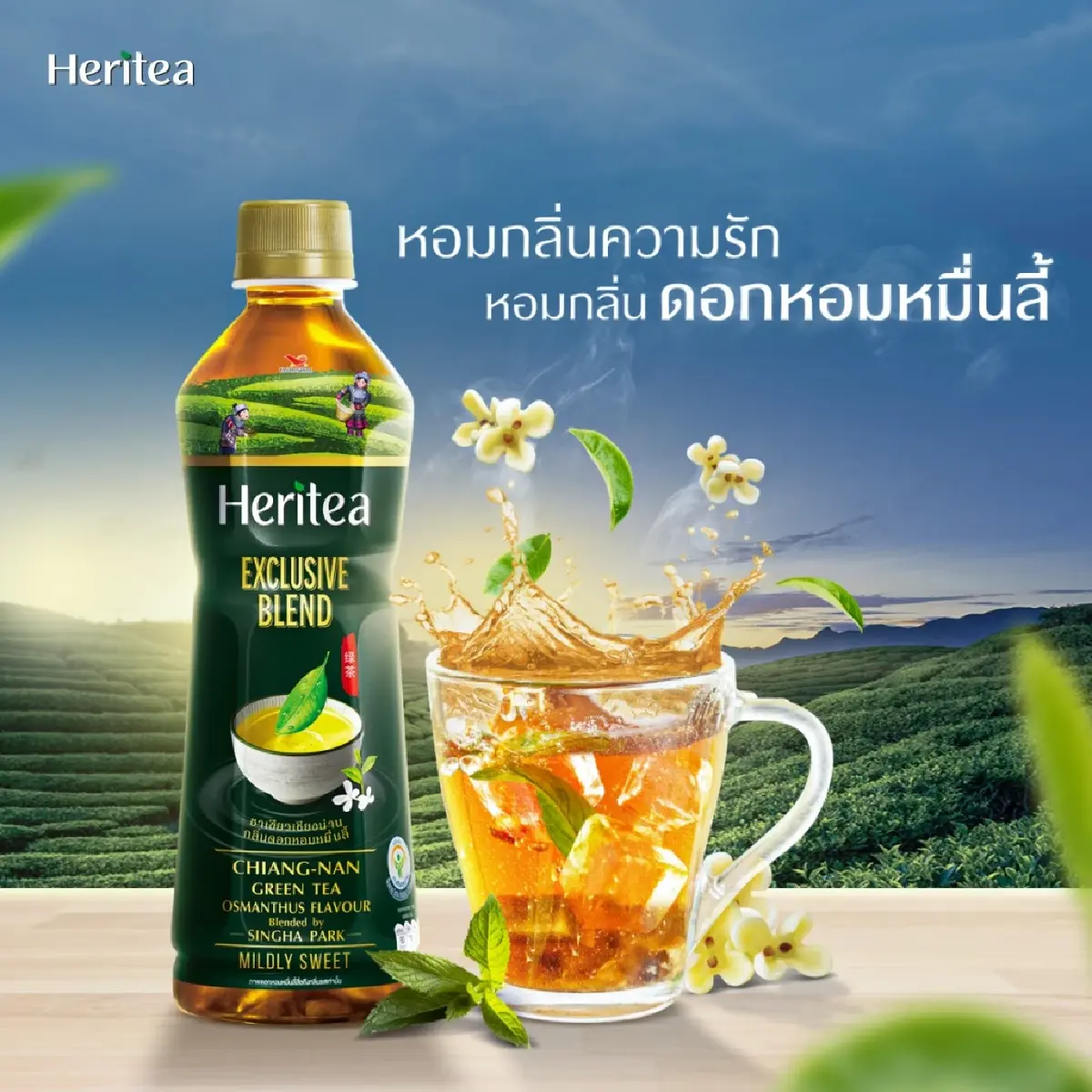 ‘ชาเขียวชิเมโจได๋’ หายไปไหน? ย้อนรอยหนอนชาเขียว สู่จุดตัดบนเกม ‘หวยใต้ฝา’