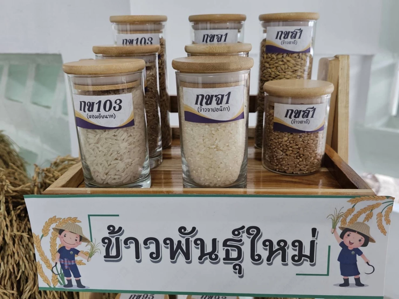 กรมการข้าวพร้อมจัดใหญ่ งาน “วันข้าวและชาวนาแห่งชาติ" 3 จังหวัด
