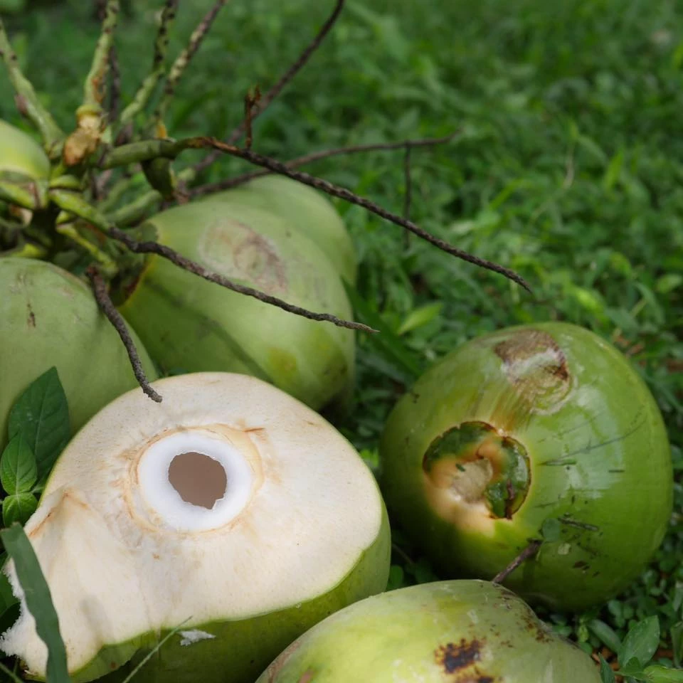Prayoon Wisutthipaisarn 'Organic coconut' prevents Alzheimer's and slows down aging