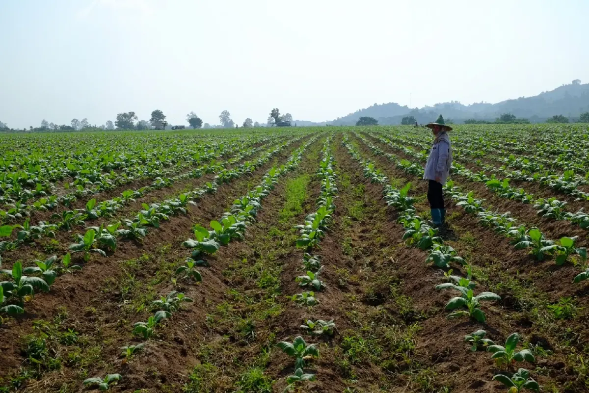 โจทย์ใหญ่ ท้าทายรัฐบาลใหม่ ถึงเวลาเลิกภาษียาสูบ 2 อัตรา มาใช้อัตราเดียวแบบสากลหรือยัง?