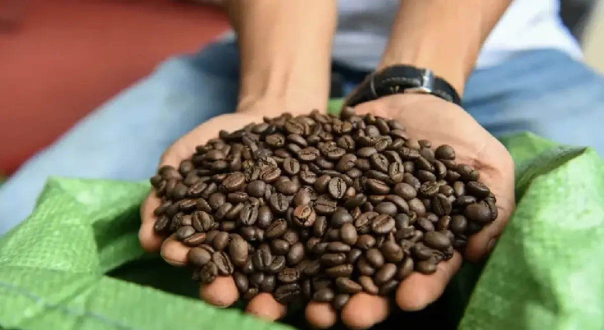 เมื่อ ‘เอลนีโญ’ มาเยือน สะเทือนคนรักกาแฟ