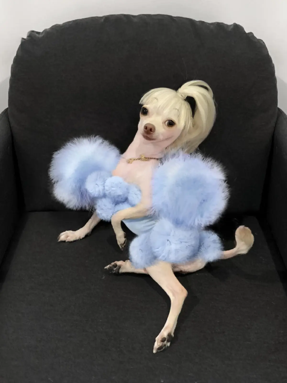 ชาว Pet Lover เตรียมพบกับความสนุกในงาน Pet’s Ville 2023