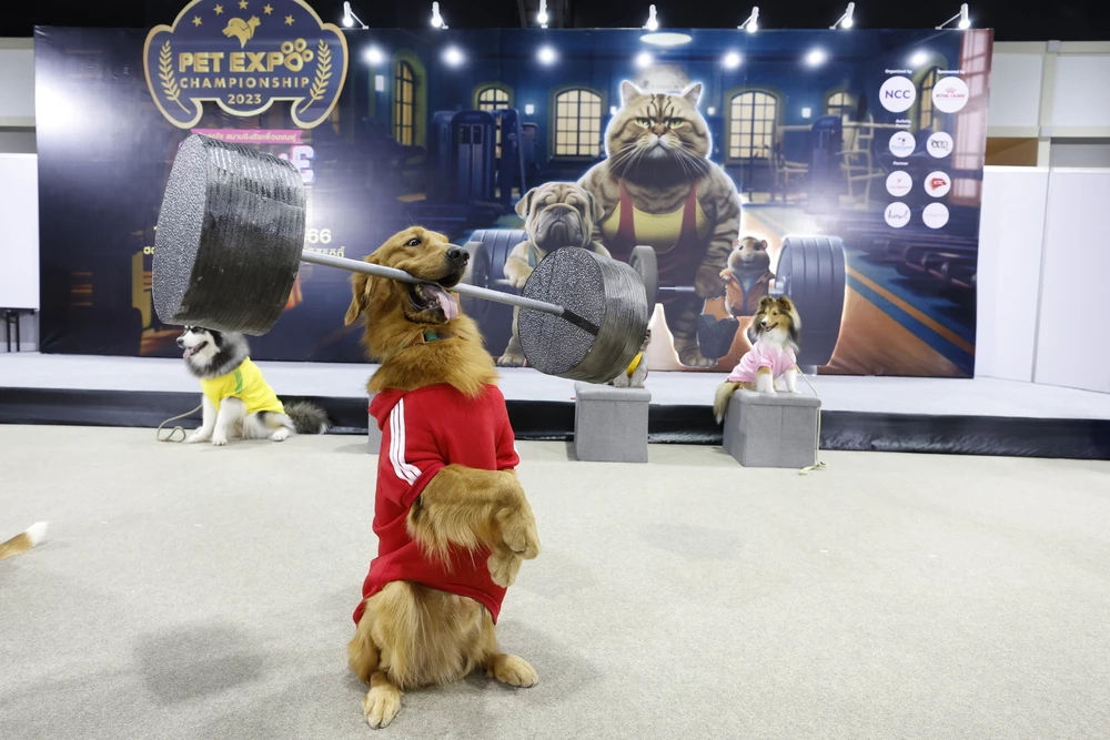 PET EXPO CHAMPIONSHIP 2023 เริ่มแล้ว! งานของคนรักสัตว์