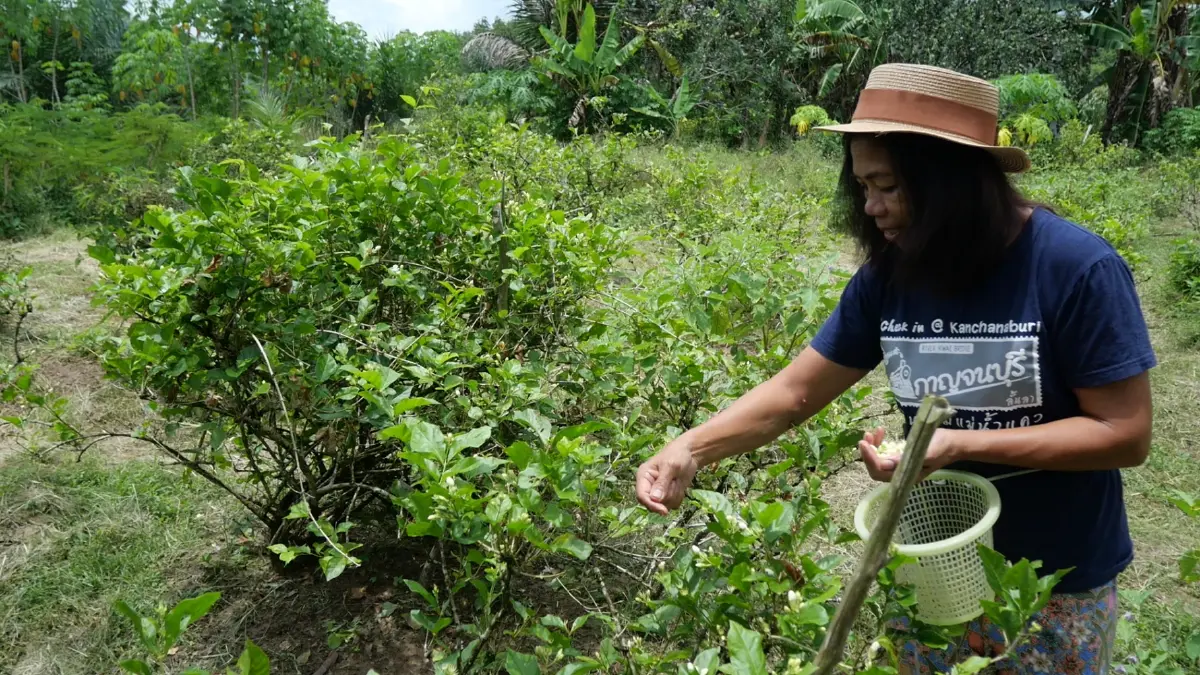 'ดอกมะลิ' ราคาพุ่ง ใกล้วันแม่แห่งชาติ