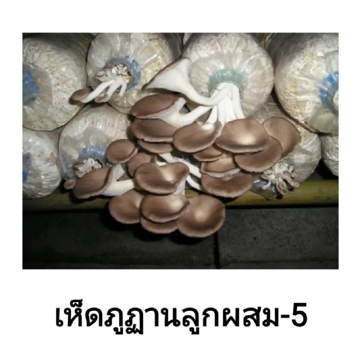 นวัตกรรมเห็ดสายพันธุ์ใหม่ของกรมวิชาการเกษตร