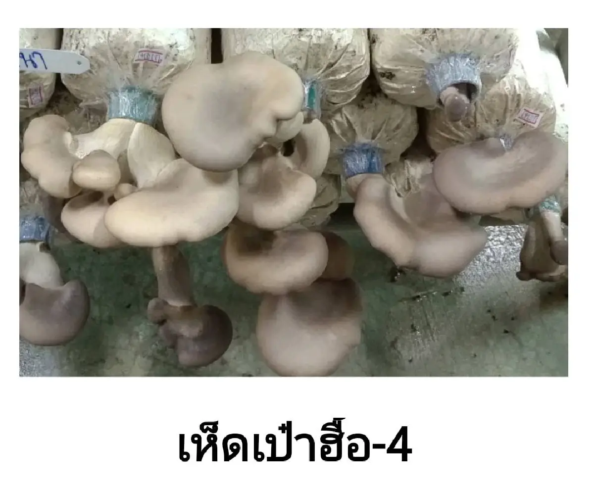 นวัตกรรมเห็ดสายพันธุ์ใหม่ของกรมวิชาการเกษตร