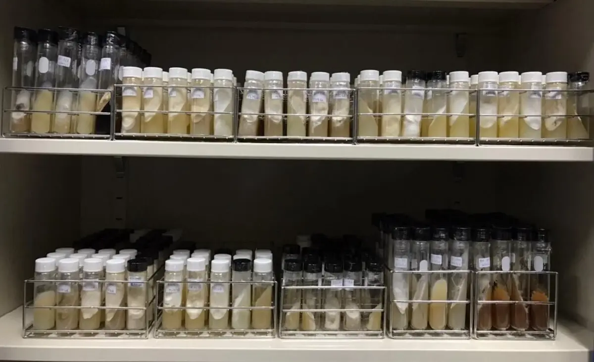 ศูนย์รวบรวมเชื้อพันธุ์เห็ดฯ ต่อยอด 900 เชื้อพันธุ์สู่เชิงพาณิชย์