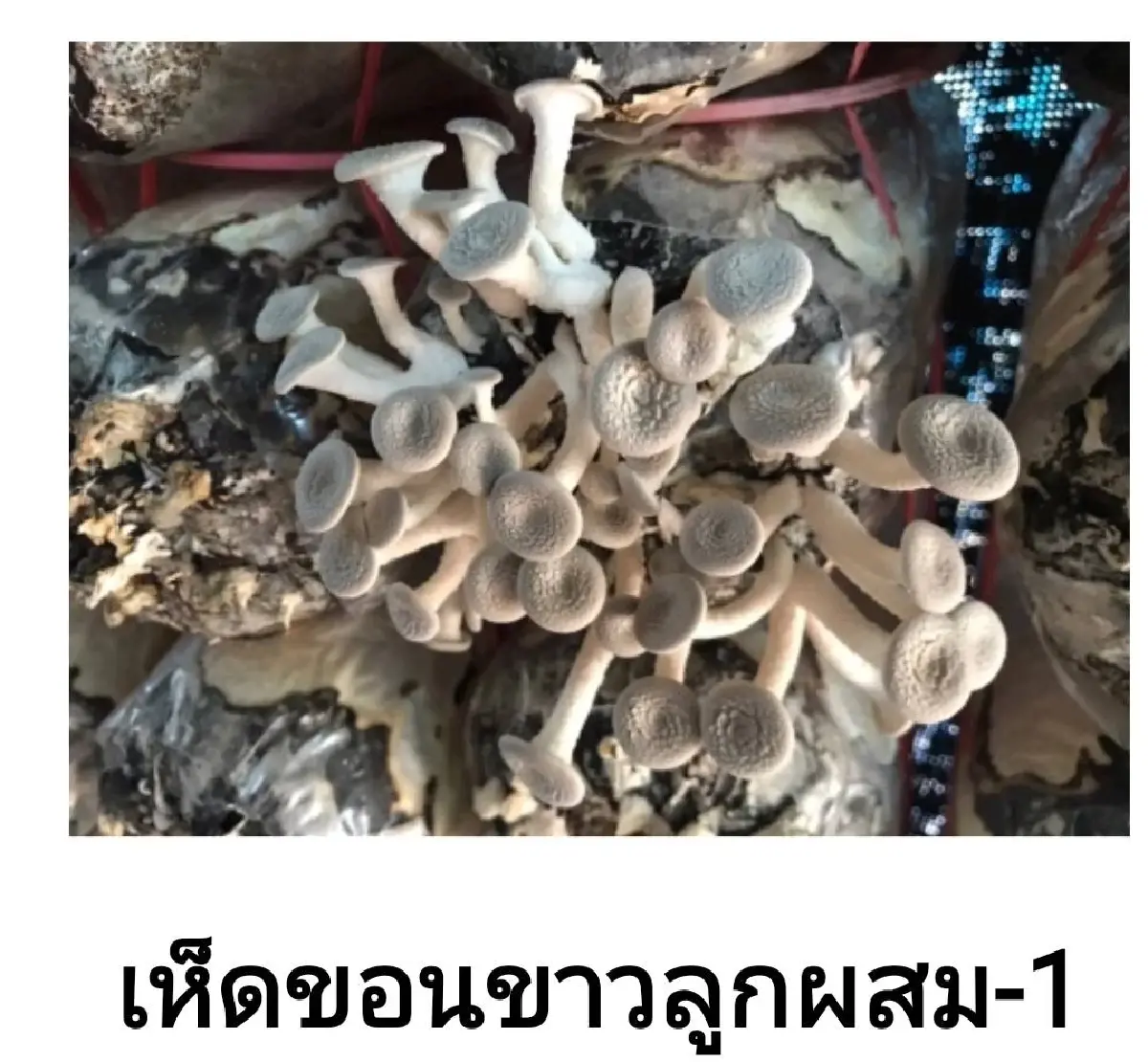 นวัตกรรมเห็ดสายพันธุ์ใหม่ของกรมวิชาการเกษตร