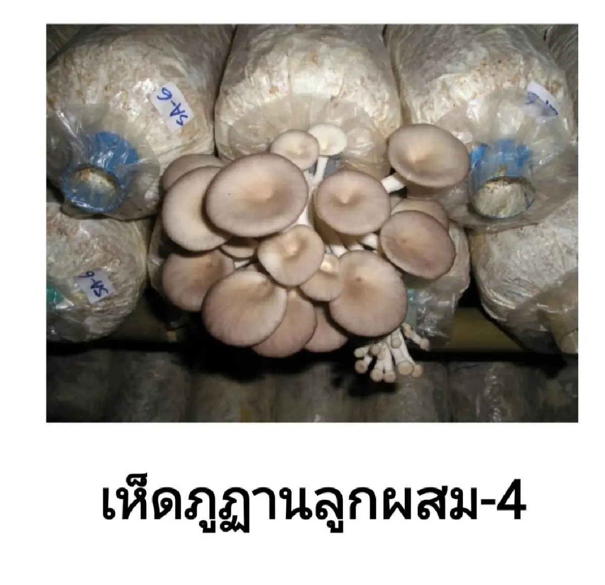 นวัตกรรมเห็ดสายพันธุ์ใหม่ของกรมวิชาการเกษตร