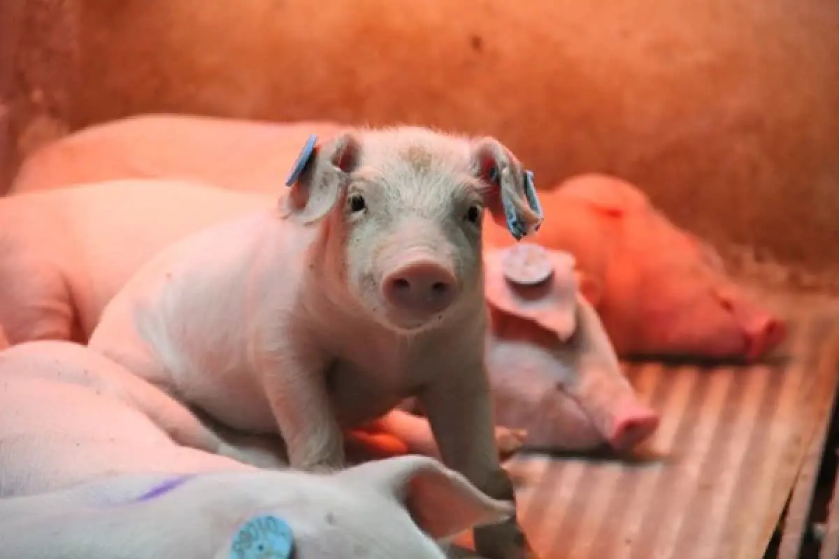 เรียนรู้โมเดลธุรกิจ 'AMCOVET' ก้าวสู่ผู้นำ 'ธุรกิจสุกรครบวงจร'