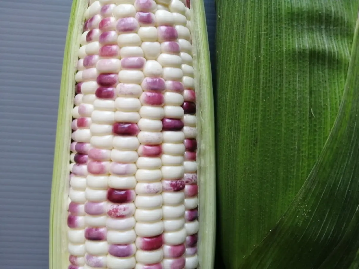 กรมวิชาการเกษตร พัฒนาเครื่องหมายสนิปส์จากยีน Dull คัดเลือกพันธุ์ “ข้าวโพดข้าวเหนียว” อย่างแม่นยำ