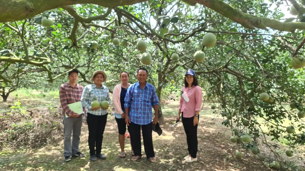 กรมวิชาการเกษตร หนุนเทคโนโลยี ผลิต“ส้มโอ” มาตรฐาน GAP