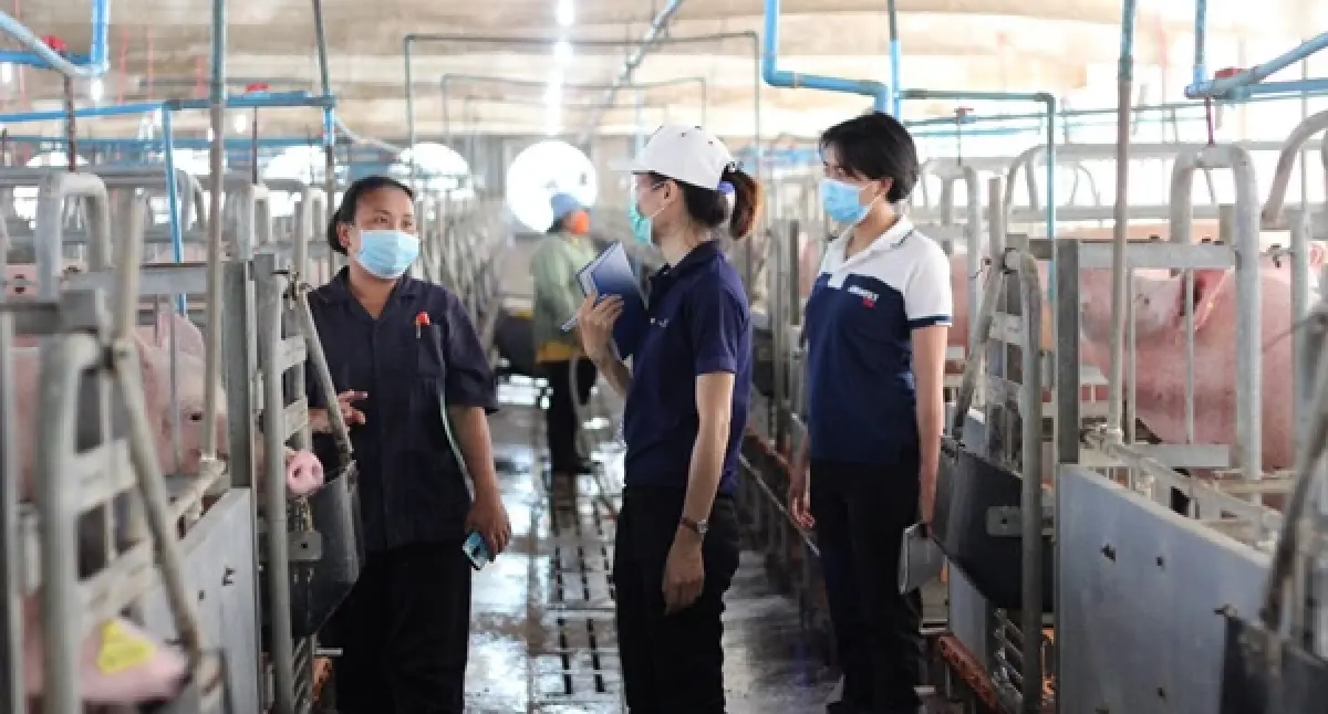 เรียนรู้โมเดลธุรกิจ 'AMCOVET' ก้าวสู่ผู้นำ 'ธุรกิจสุกรครบวงจร'