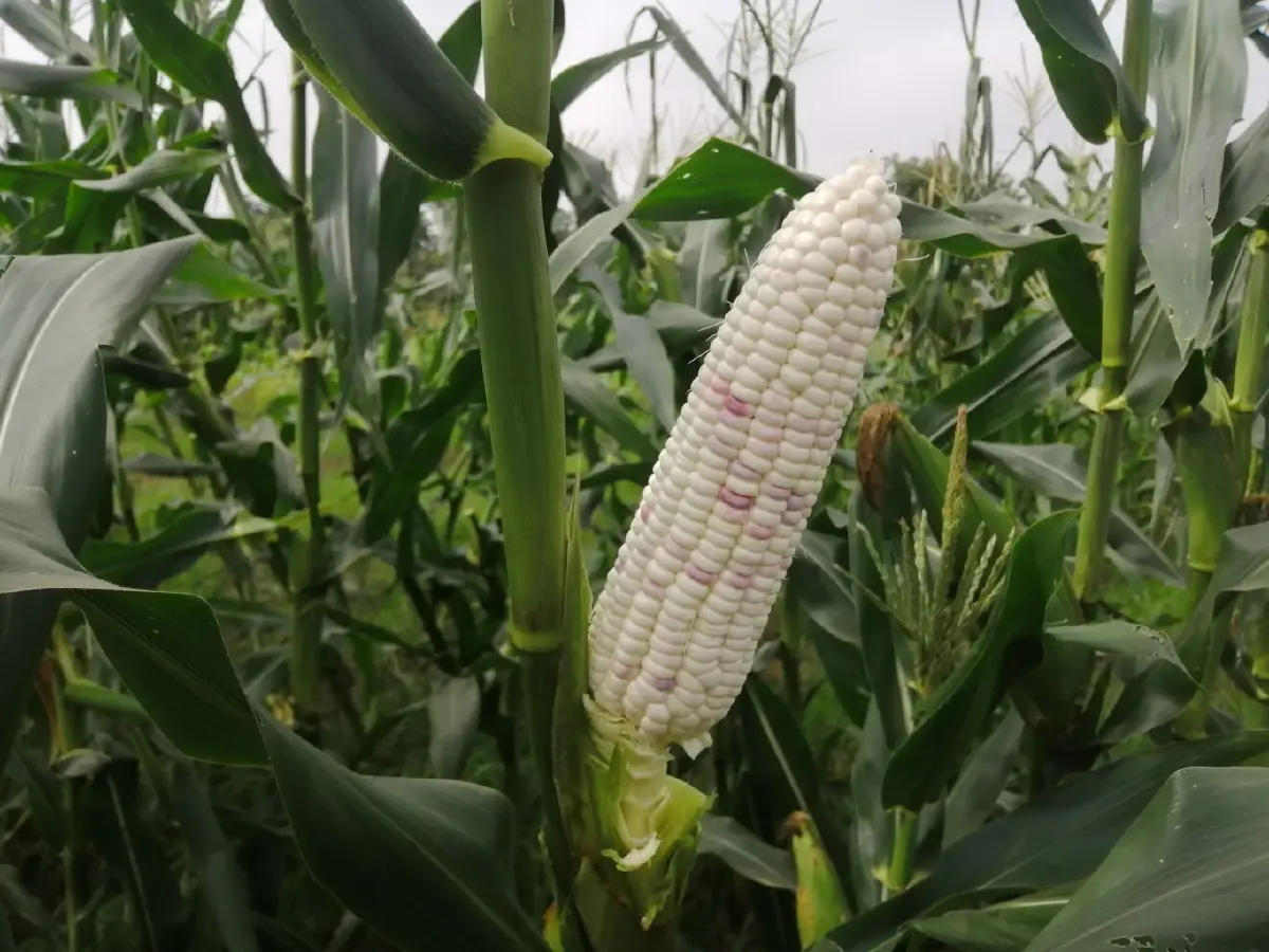 กรมวิชาการเกษตร พัฒนาเครื่องหมายสนิปส์จากยีน Dull คัดเลือกพันธุ์ “ข้าวโพดข้าวเหนียว” อย่างแม่นยำ