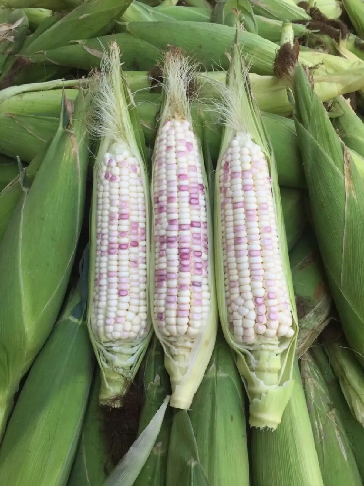 กรมวิชาการเกษตร พัฒนาเครื่องหมายสนิปส์จากยีน Dull คัดเลือกพันธุ์ “ข้าวโพดข้าวเหนียว” อย่างแม่นยำ