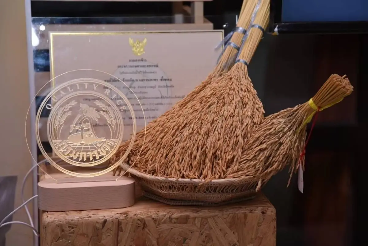 กว่าจะเป็น “ข้าวพันธุ์ดี” มีวิธีคัดกรองกันอย่างไร