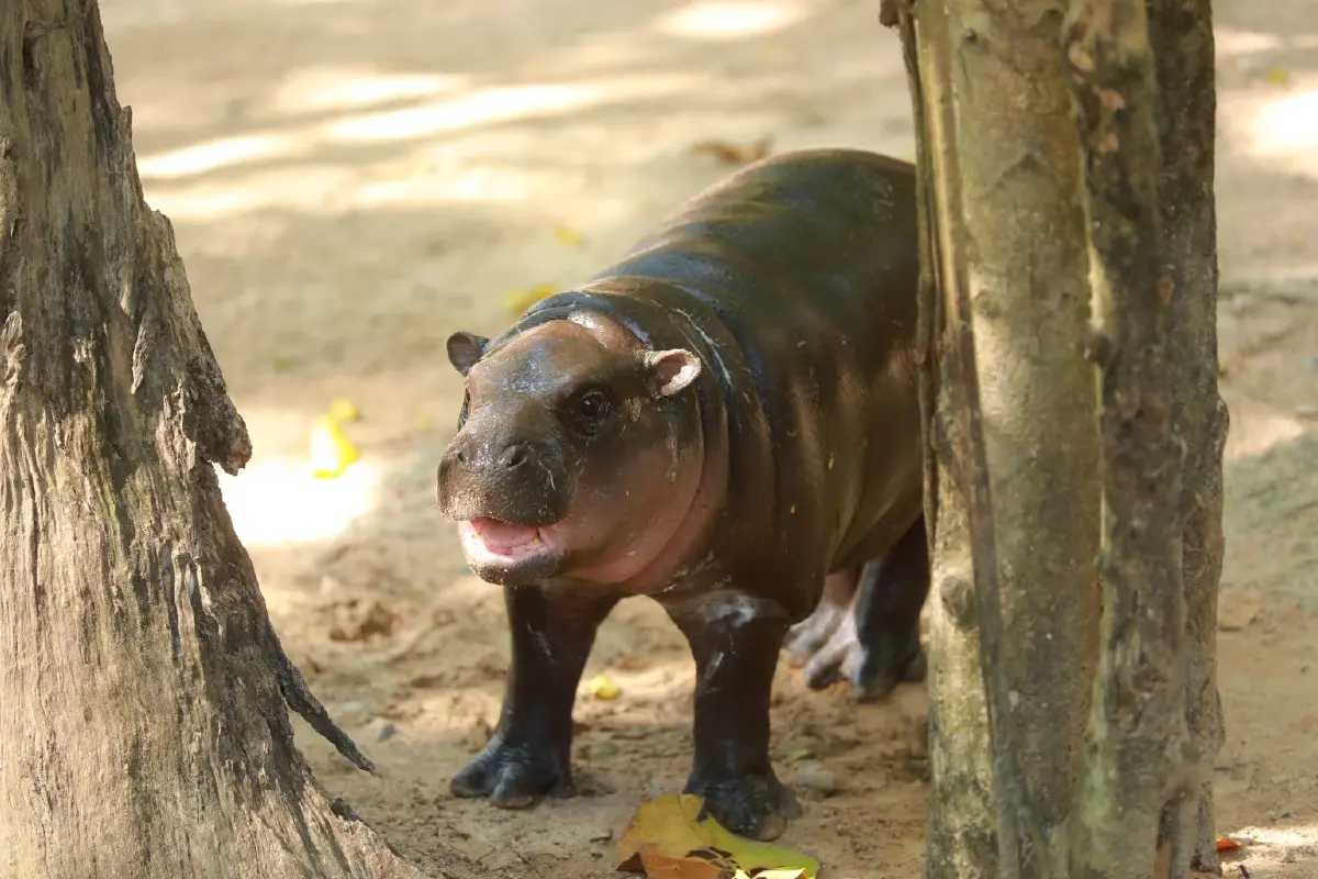 ‘หมูเด้งฟีเวอร์’ ดันนักท่องเที่ยวทะลักเขาเขียวโต 4 เท่า แตะ 3 แสนคนต่อเดือน