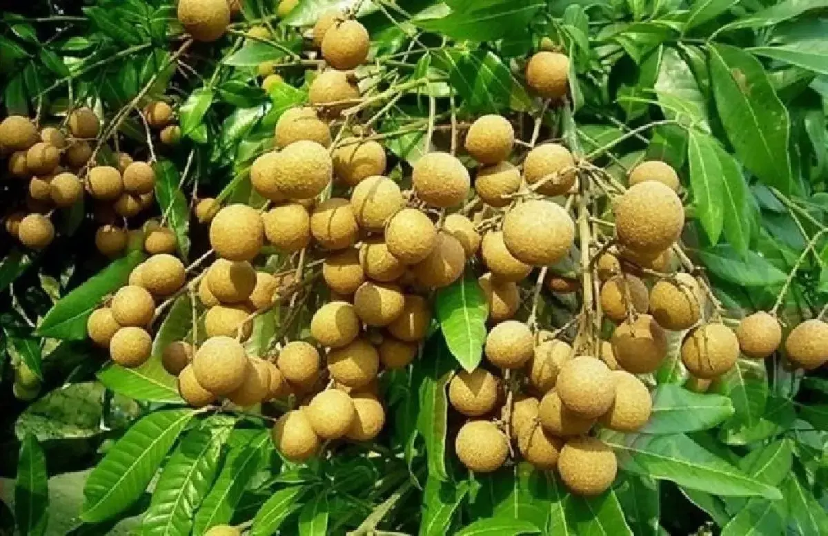 มกอช. ร่วม กรมวิชาการเกษตร คุมเข้มส่งออกผลไม้ปนเปื้อนไปจีน