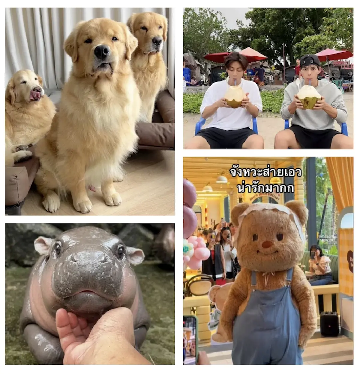 ‘กระแส’ แพลตฟอร์มติ๊กต็อกทรงพลัง เปลี่ยนพฤติกรรมผู้บริโภคปี 67