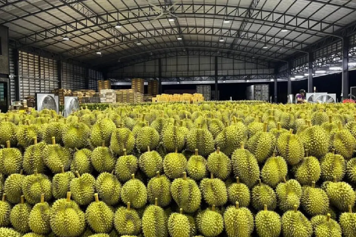 ทุเรียนไทยปลอดBY2 ล๊อตแรกส่งตรงจีนแล้ว เล็งเพิ่มLAB อีก4แห่ง