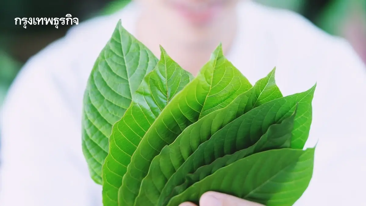 ‘กระท่อมไทย’ โอกาสโกอินเตอร์  สารสำคัญสูงกว่าประเทศส่งออกเบอร์ 1 หลายเท่า 